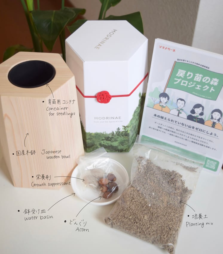 どんぐりキット